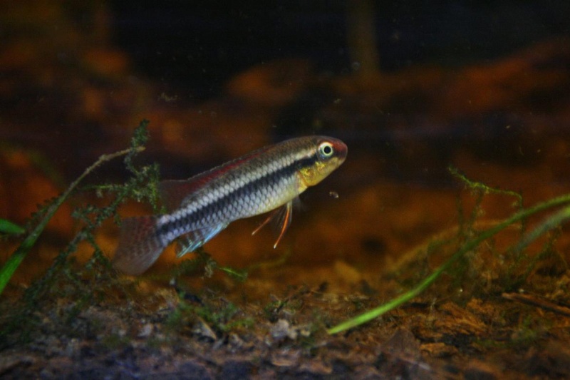 Congochromis dimidiatus 35811