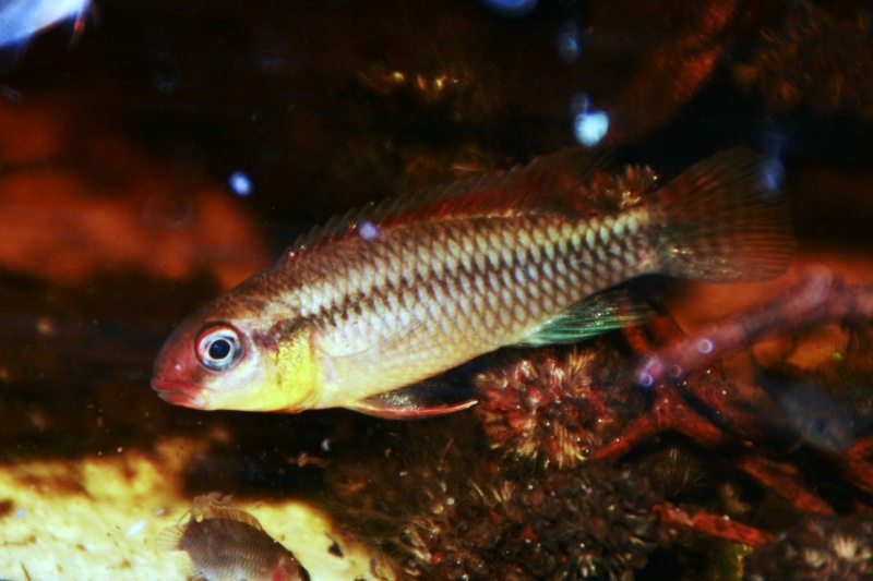 Congochromis dimidiatus 36810
