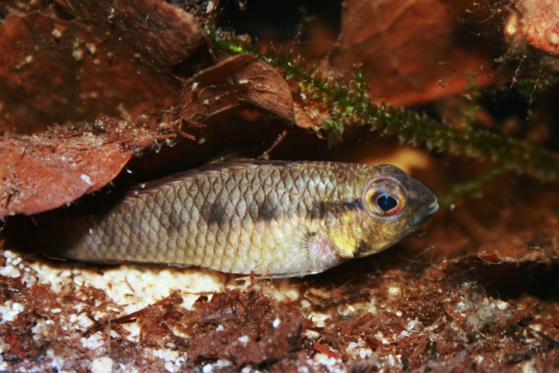 Apistogramma sp."Tiquié" Img_0913