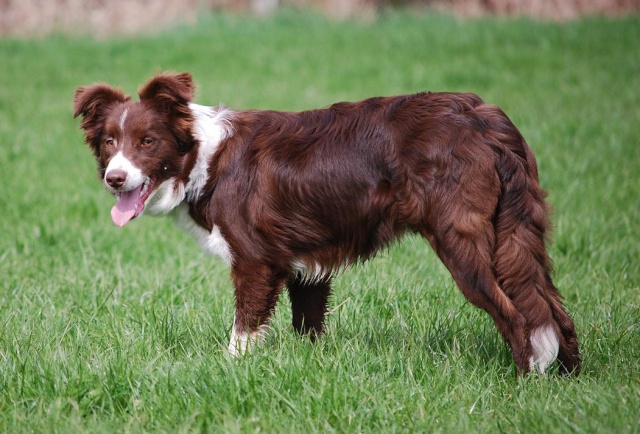 [Adopté] mâle border collie 7 mois - Page 3 Isou-710