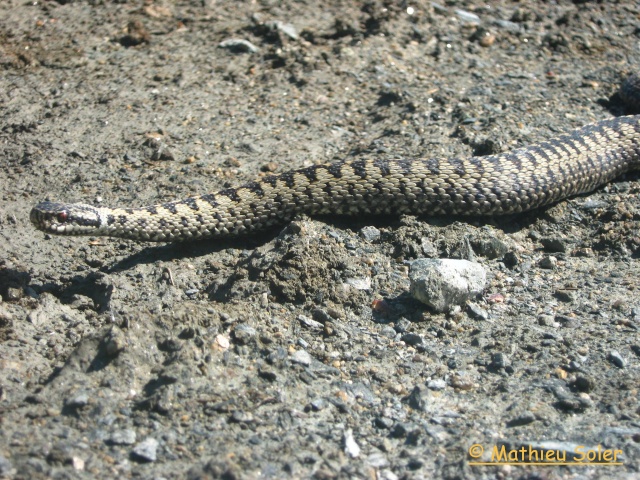 Petit Weekend de herping en compagnie de Alex. Img_1731