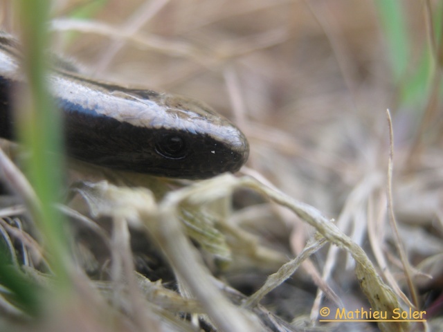 Petit Weekend de herping en compagnie de Alex. Img_1821