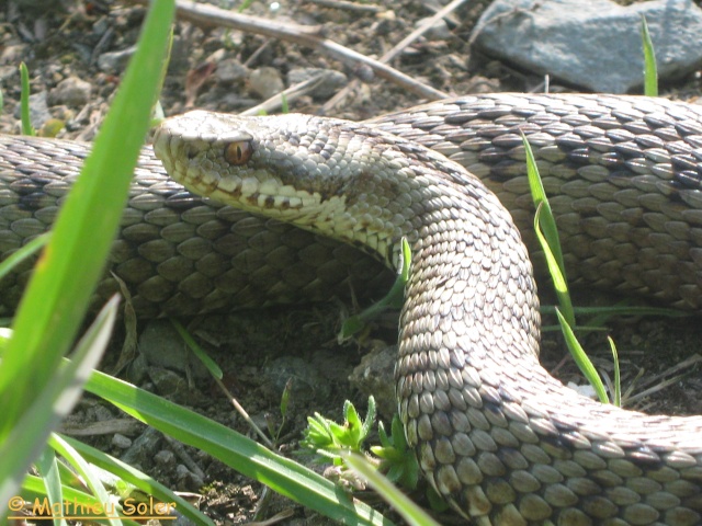 herping du 8 Mai 2009 - Natrix Natrix et Vipera Berus Img_1917