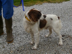 Eos springer spaniel male de 2ans (SPA Cherbourg) Eos110