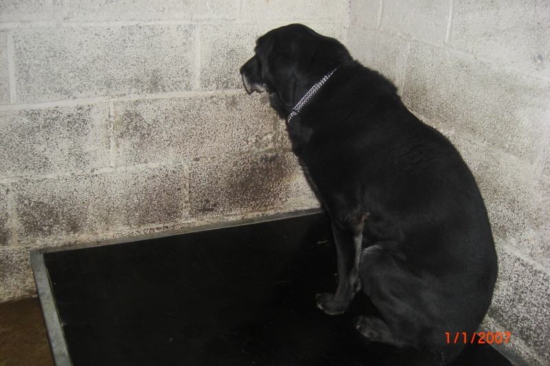 KAYA M. labrador 12 ans  6 ans de refuge (SPA Cherbourg) Les_tr12