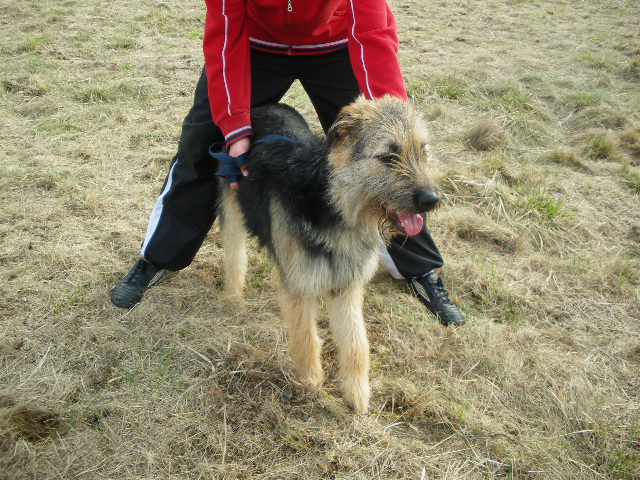 59 - SAMm x griffon briard 1 an roubaix Imgp2011