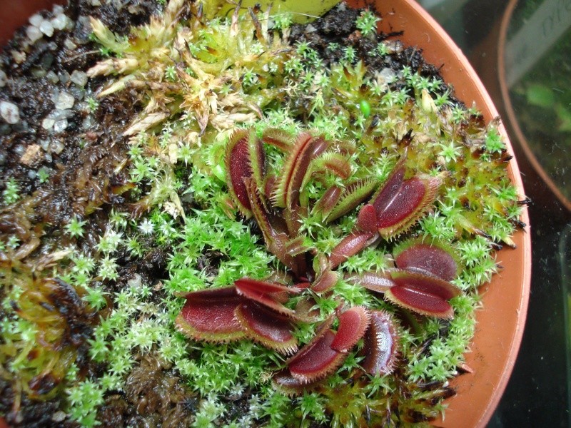 Dionaea "Bohemian garnet" Dsc03010