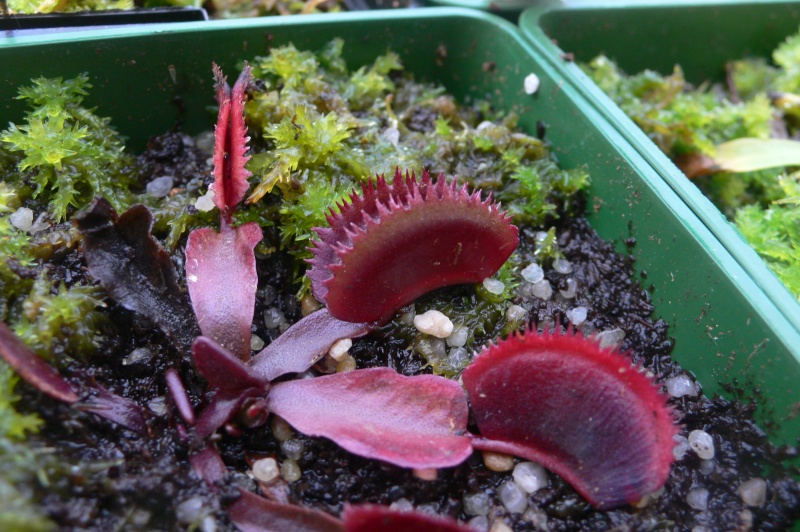 Dionaea "Bohemian garnet" Red_sa10