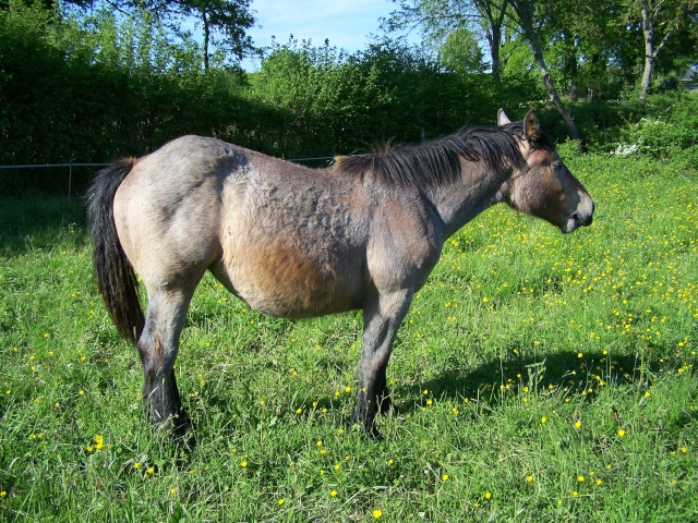 (dept 70) VICTOIRE Trait Comtoise sauvée par Ysapa (2009) - Page 23 100_2018