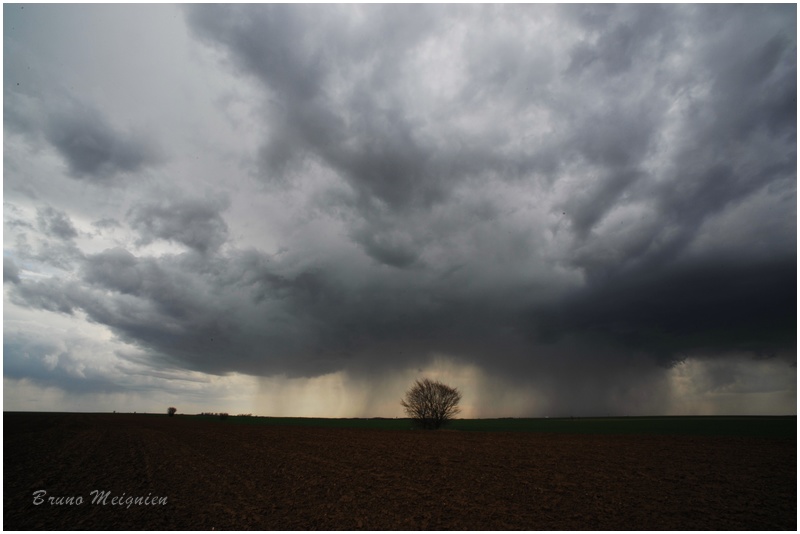 Orages du 29 Mars en Beauce - Page 3 Arbre_10