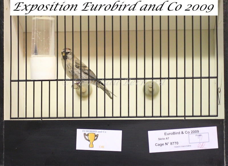 Notre exposition EUROBIRD AND CO du 12 au 13 décembre 2009 - Page 2 Img_6913