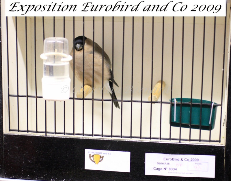 Notre exposition EUROBIRD AND CO du 12 au 13 décembre 2009 - Page 2 Img_7015