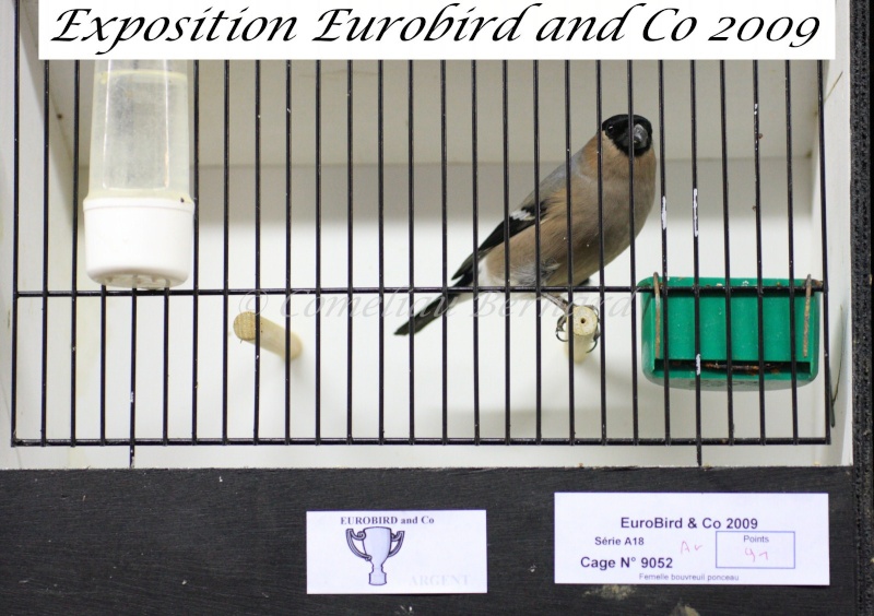 Notre exposition EUROBIRD AND CO du 12 au 13 décembre 2009 - Page 2 Img_7016