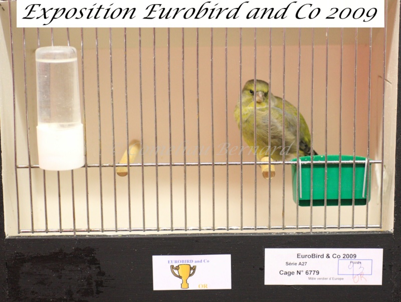 Notre exposition EUROBIRD AND CO du 12 au 13 décembre 2009 - Page 2 Img_7019