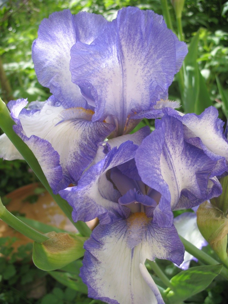 Iris du jardin... - Page 2 Img_1814