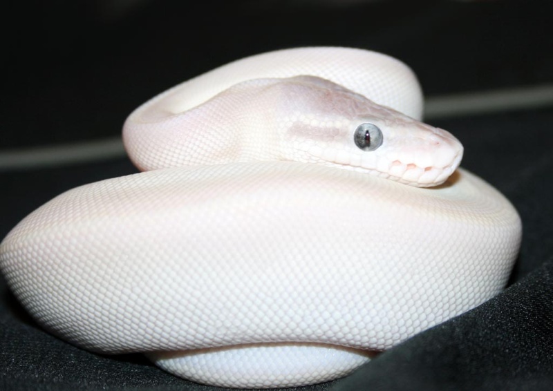 Pour les fans de phases python regius leucistic - photos de vos pythons et  boas - Nimo