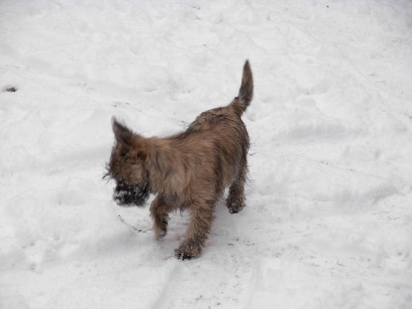 Nos chiens dans la neige!  20101213