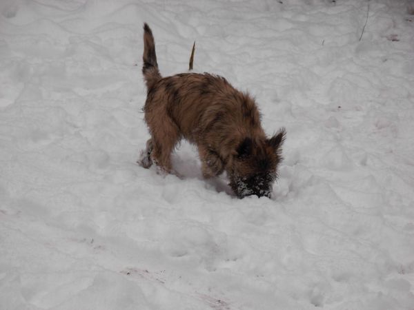 Nos chiens dans la neige!  20101214