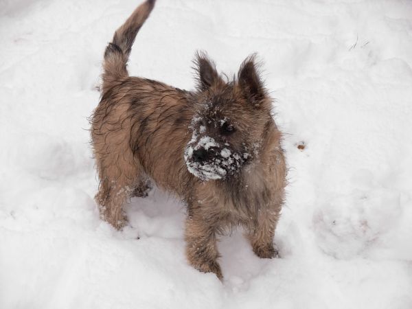 Nos chiens dans la neige!  20101215