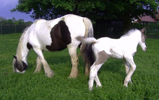 Poulain pie silver par Rob Roy Pict0012