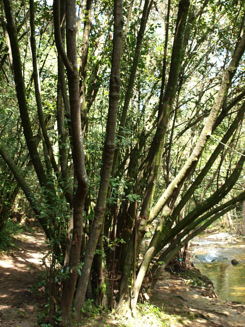 Vallée de la Brague 119