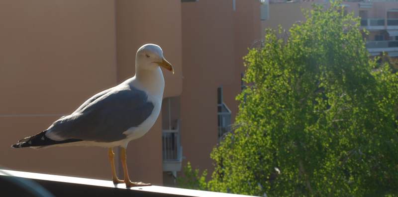 Les mouettes 133