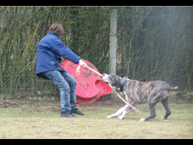 DOUGLAS (croisé dogue Allemand) - Page 3 100_0110