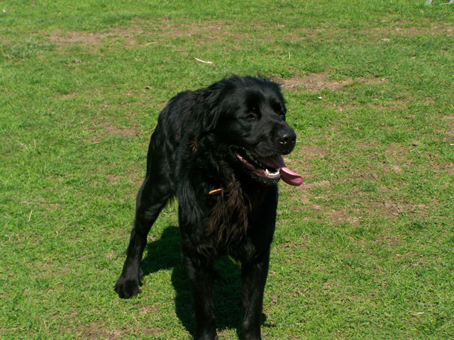 SNIPER (croisé labrador noir) - Page 3 100_0722