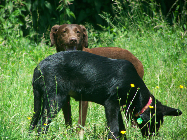 DIPSY (Type labrador chocolat) - Page 2 100_1213