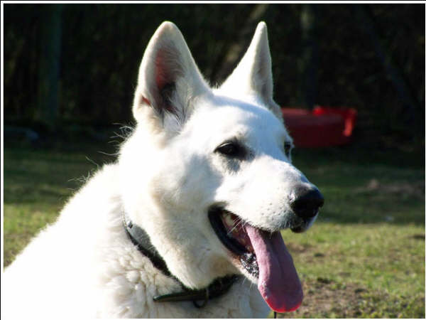 SIMBA (berger blanc suisse) 100_5018