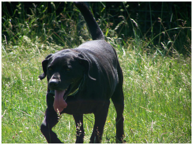 BRAKO (type labrador) - Page 2 100_7622