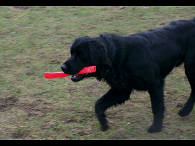 SNIPER (croisé labrador noir) - Page 3 100_9524