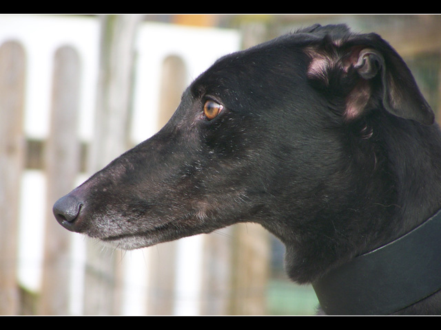 JACKSON (lévrier greyhound) 100_9551
