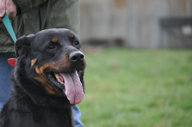 BELLA (rottweiller) Bella_14