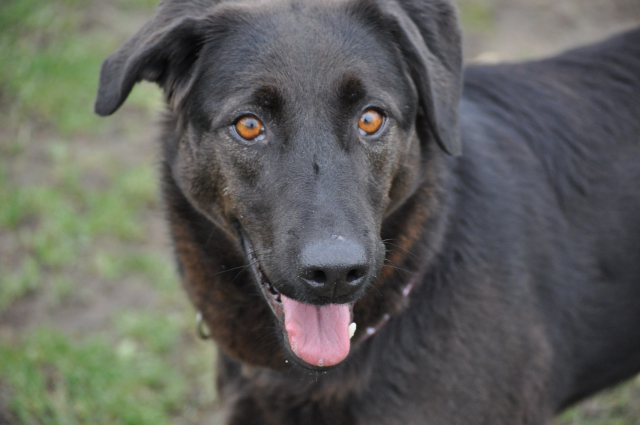 BLANCHE (Type Labrador) Dsc_0015