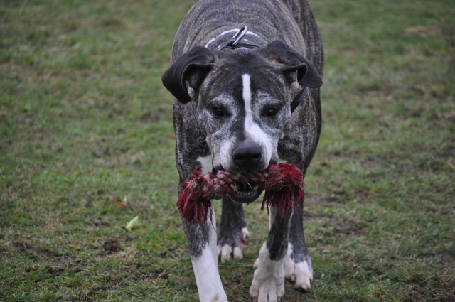 DOUGLAS (croisé dogue Allemand) - Page 5 Dsc_0019