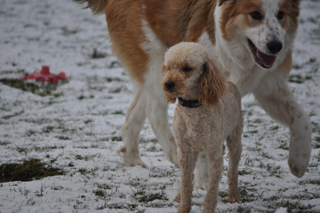 BOSLEY (caniche abricot) Dsc_0127