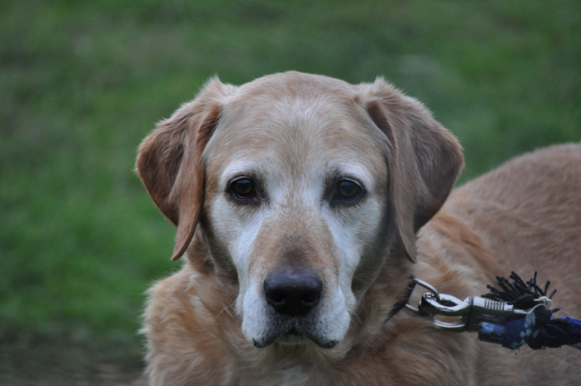 NICKY (labrador) - Page 6 Dsc_0830