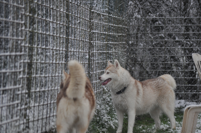 CISCO et VESNA (Sibérian husky) Dsc_1071