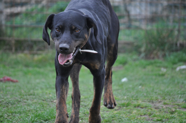 EMPEREUR (Labrador croisé beauceron) Empere12