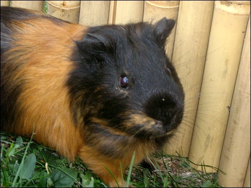 Carole, en direct de Chartreuse. Choco10