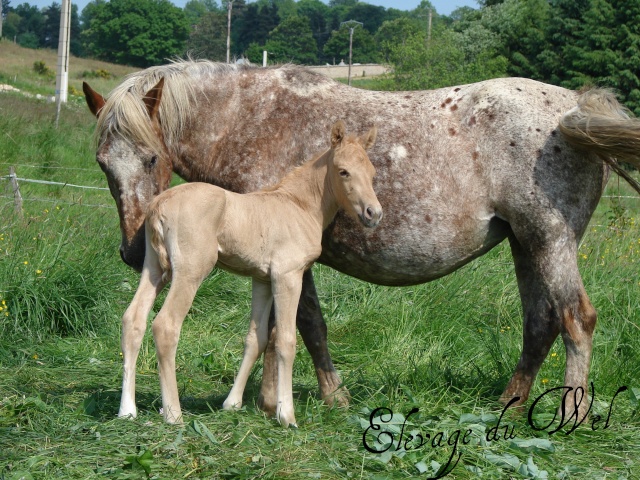 (42) vends 1 mâle demi-sang blanket de 2009 et 1 mâle palomino de 2010. 06_dsc19