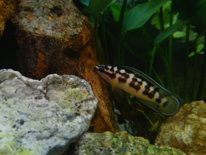 my julidochromis transcriptus "Pemba" f1 Imag0211