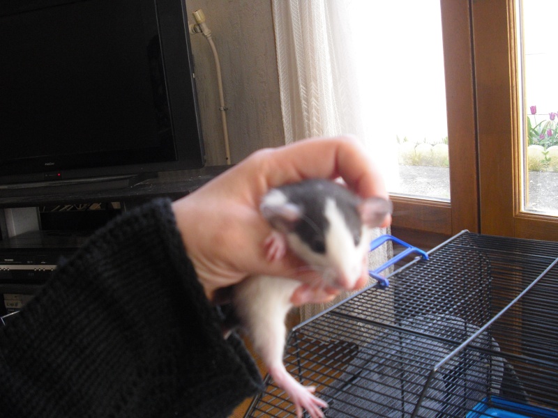 Une quarantaine de ratous en RP help FA/adoptants  01710