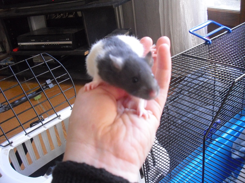 URGENT FA ou adoptants pour une QUARANTAINE de rats   02610