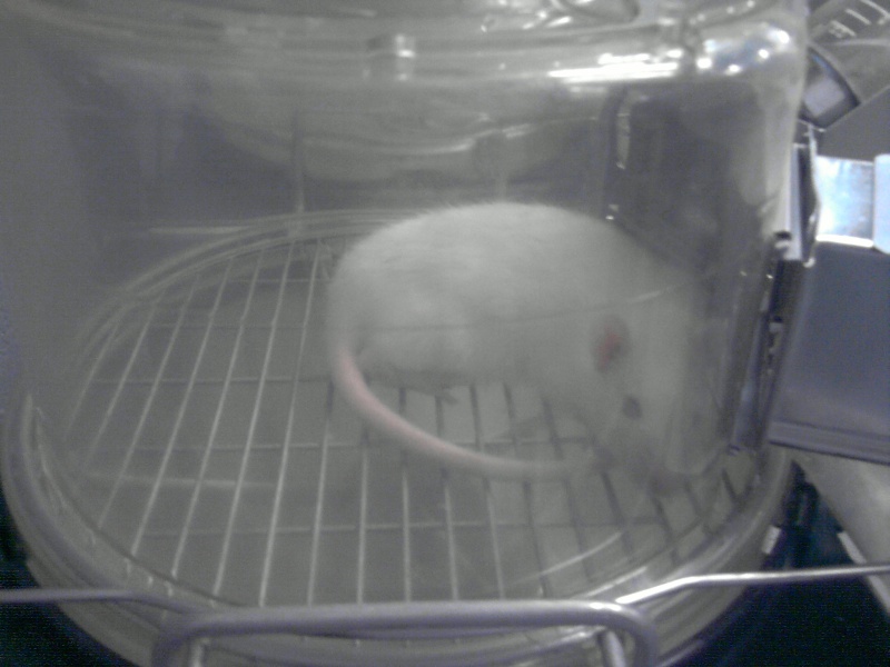 urgent 17 rats de labo (en belgique) eutha prévue dans 2/3 semaines maxi Rats_l10