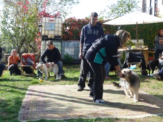 Seminario de Trickdogging Plata_10