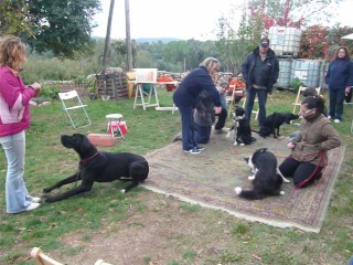 Seminario de Trickdogging Trabaj10