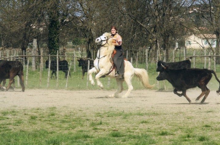 Concours équitation Camargue - Page 2 25812_12