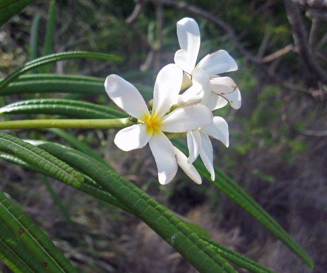 fleur - fleur de fangipane Plumer10